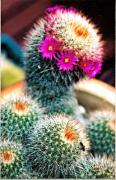 psm cactus flower beryl jenkinsa - ... ...
