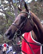 psm horse with red coat jacques roussela - ... ...