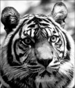 psm tiger portrait kerry boytella - ... ...
