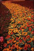 psm tulips susan buchanana - ... ...