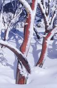 psnowgum with ice3a - ... ...