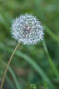 Dandelion - Maureen Rogers