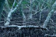 Mangrove Forest - Maureen Rogers