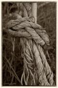 Rope - Maureen Rogers