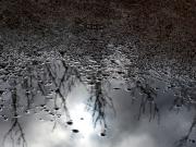 sm After-thr-Rain  Dawn Zandstra - ... ...