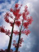 sm Reaching for the Autumn-gigapixel-hq-scale-2 00x - ... ...