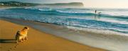 sm The Surfer Susan Buchana - ... ...