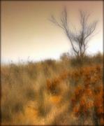 sm broken hill vista dawn zandstra - ... ...