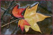 sm fallen leaves dawn zandstra - ... ...