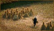 sm harvest dawn zandstra - ... ...