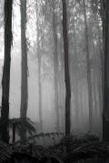 sm morning black spur dawn-gigapixel-hq-scale-2 00x - ... ...