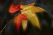 sm trio of autumn dawn zandstra - ... ...