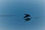 take off - Tim Collisbird