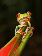 tree frog - eric Lippey