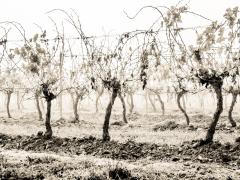 vines-entwined - Judy Warburton