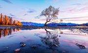 Wanaka - Eric Lippey