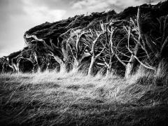 windblown - Judy Warburton